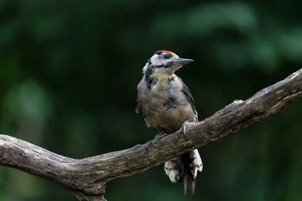 Great Spotted Woodpecker Dendrocopos Major Sitting Forest Netherlands — Stock Photo, Image