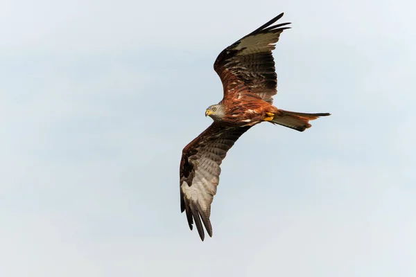 Red Kite Milvus Milvus Flying Gelderland Netherlands — Stock Photo, Image