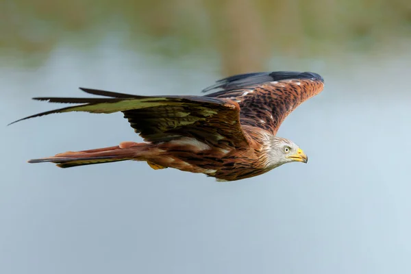 Rotmilan Milvus Milvus Fliegt Niederländischen Gelderland — Stockfoto