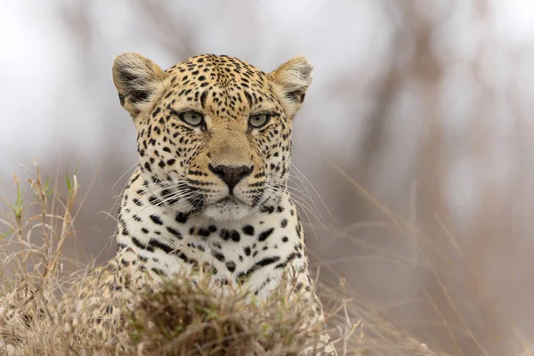 Leopárd Panthera Pardus Egy Nagyon Sápadt Nőstény Aki Egy Termeszhalomból — Stock Fotó