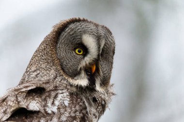    Hollanda 'nın Gelderland şehrinde yağmurlu bir günde bir gölün kıyısındaki Büyük Gri Baykuş (Strix nebulosa) portresi                             