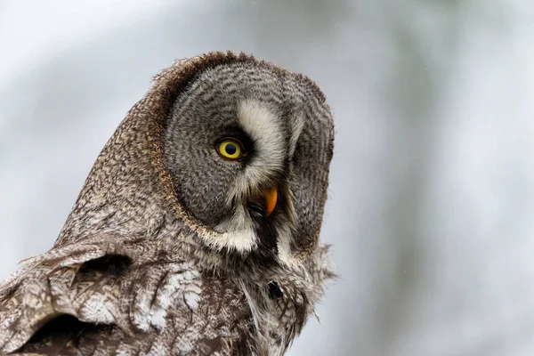 Porträt Einer Grauen Eule Oder Lappland Eule Strix Nebulosa Ufer — Stockfoto