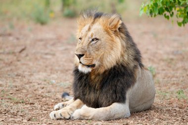 Aslan (Panthera leo) erkek Botswana 'daki Tuli Bloğunda Mashatu Oyun Rezervinde dinleniyor