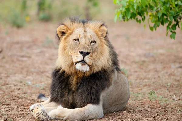 Lew Panthera Leo Mężczyzna Odpoczywający Mashatu Game Reserve Bloku Tuli — Zdjęcie stockowe