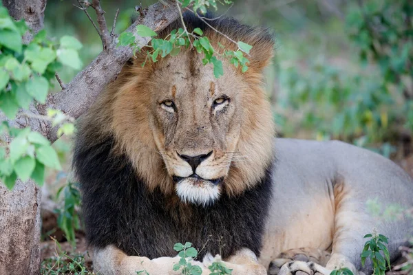 Oroszlán Panthera Leo Férfi Nyugszik Mashatu Game Reserve Tuli Blokk — Stock Fotó