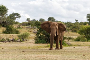 Botsvana 'daki Tuli Bloğunda Mashatu oyun parkında yürüyen fil sürüsü