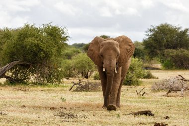 Botsvana 'daki Tuli Bloğunda Mashatu oyun parkında yürüyen fil sürüsü