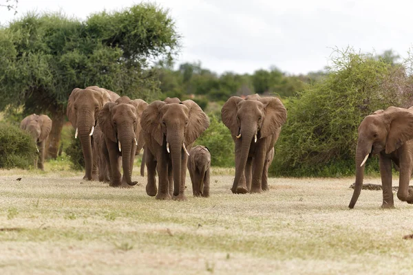 Gajah Berjalan Mashatu Game Reserve Blok Tuli Botswana — Stok Foto
