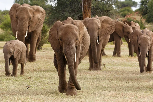 Olifanten Kudde Wandelen Mashatu Game Reserve Het Tuli Block Botswana — Stockfoto