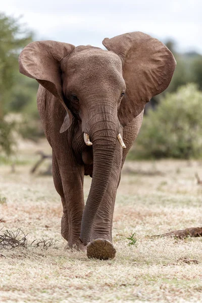 Olifanten Kudde Wandelen Mashatu Game Reserve Het Tuli Block Botswana — Stockfoto