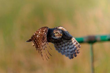 Hollanda 'daki çayırlarda uçan küçük baykuş (Athene noctua)