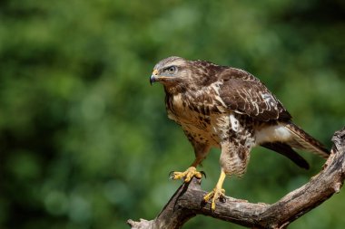 Hollanda 'nın Noord Brabant ormanında yiyecek arayan Akbaba (Buteo buteo). Yeşil orman arka planı