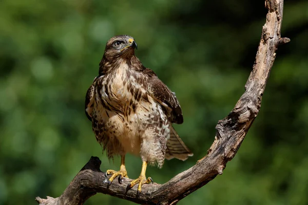 Common Buzzard Buteo Buteo Sarching Food Forest Netherlands Noord Brabant — 스톡 사진