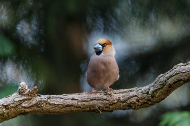 Hollanda, Noord Brabant ormanında oturan (Coccothraustes coccothraustes) erkek.