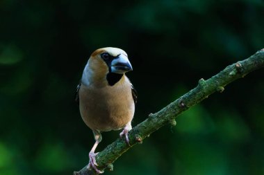 Hollanda, Noord Brabant ormanında oturan (Coccothraustes coccothraustes) erkek.