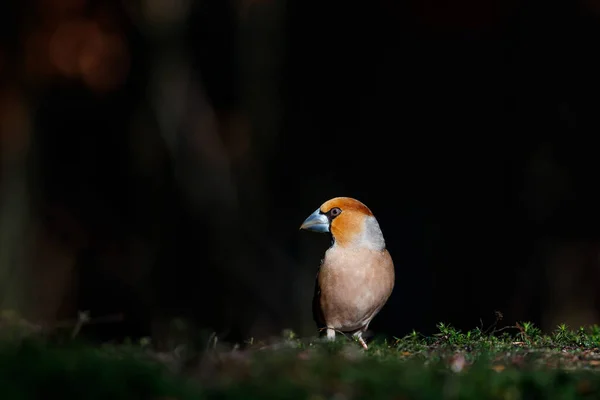 Hawfinch Coccothraustes Coccothraustes Male Sitting Forest Noord Brabant Netherlands — Stock Photo, Image