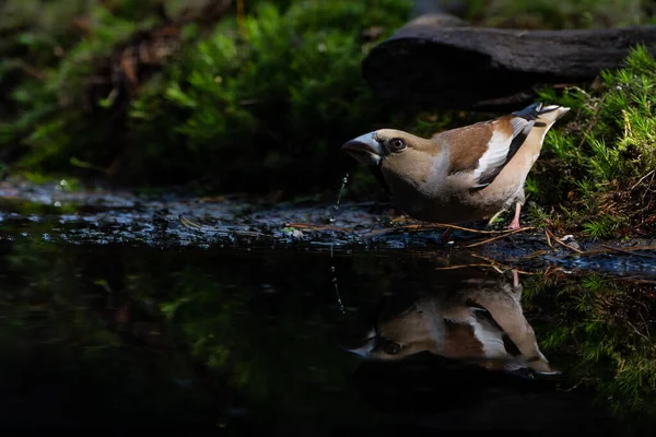 Hawfinch Coccothraustes Coccothraustes Femelle Buvant Dans Forêt Noord Brabant Aux — Photo