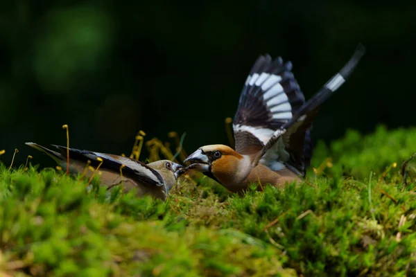 Hawfinch Coccothraustes Coccothraustes Macho Alimentando Jovem Floresta Noord Brabant Nos — Fotografia de Stock