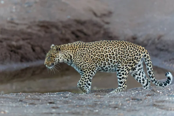 Leopard (Panthera Pardus) hanging around in a dry riverbed in Mashatu Game Reserve in the Tuli Block in Botswana