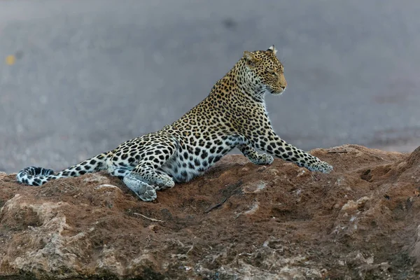 Leopardo Panthera Pardus Merodeando Lecho Río Seco Reserva Caza Mashatu —  Fotos de Stock