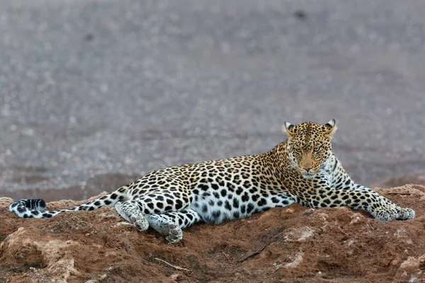 Leopárd Panthera Pardus Lóg Egy Száraz Folyómederben Mashatu Game Reserve — Stock Fotó