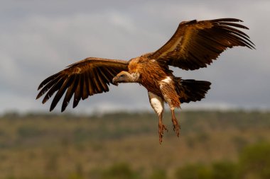 White backed vulture flying before landing in Zimanga Game Reserve in Kwa Zulu Natal in South Africa clipart