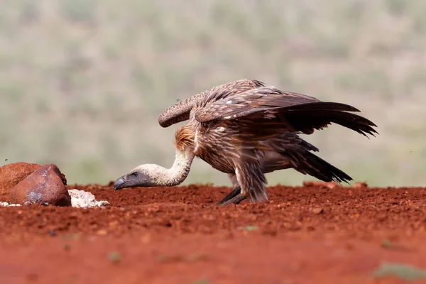 White Backed Vulture Met Voedsel Zimanga Game Reserve Kwa Zulu — Stockfoto