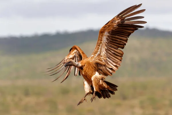 Bílý Sup Před Přistáním Zimanga Game Reserve Kwa Zulu Natal — Stock fotografie