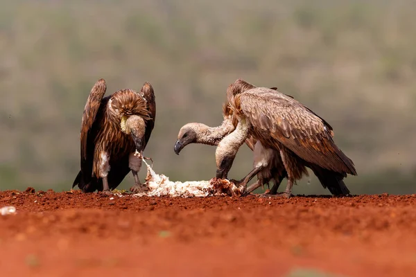 White Backed Vulture Met Voedsel Zimanga Game Reserve Kwa Zulu — Stockfoto