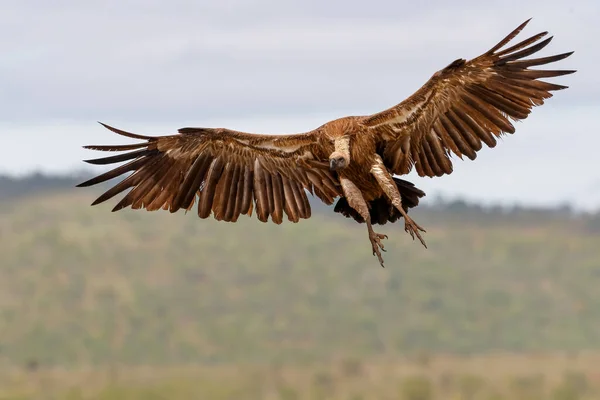 Bílý Sup Před Přistáním Zimanga Game Reserve Kwa Zulu Natal — Stock fotografie