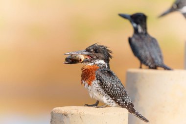 Giant Kingfisher (Megaceryle maxima) with a fish sitting on the Platoon Crossing in the Olifants River in Kruger National Park in South Africa                                  clipart