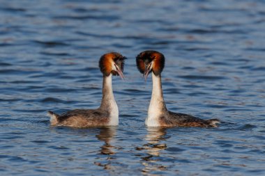 Hollanda 'nın kuzeyindeki çiftleşme mevsiminde (Noord Holland) sevgi gösteren büyük ibikli yunus (Podiceps kristali).