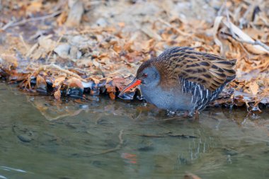 Hollanda 'nın güneyinde neredeyse tamamen buzla kaplı bir hendeğin kıyısında yiyecek arayan Rallus aquaticus. 