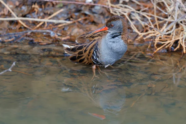 Râle Eau Rallus Aquaticus Recherche Nourriture Long Fossé Presque Entièrement — Photo