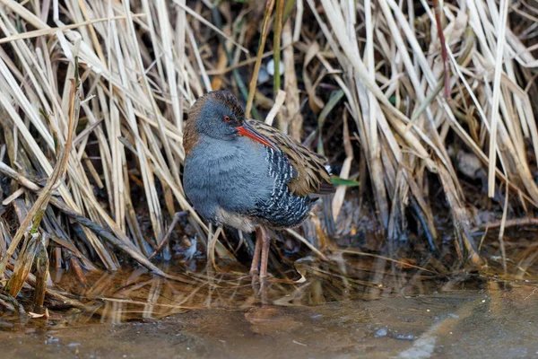 Râle Eau Rallus Aquaticus Recherche Nourriture Long Fossé Presque Entièrement — Photo