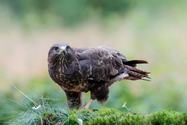 Buizerd Buteo Buteo Zwaaiend Naar Voedsel Het Noord Brabantse Bos — Stockfoto