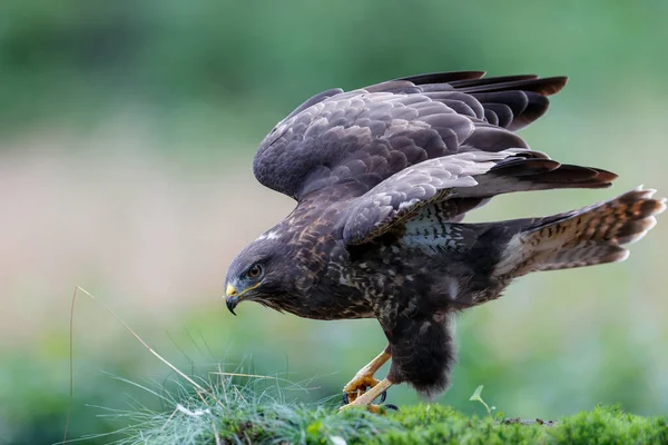 Myszołów Zwyczajny Buteo Buteo Sarking Żywności Lesie Noord Brabant Holandii — Zdjęcie stockowe