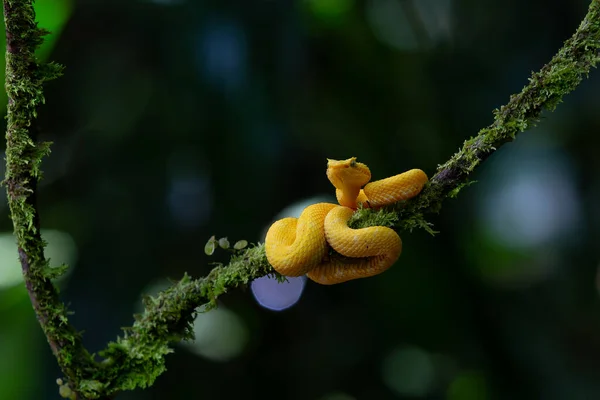 哥斯达黎加Sarapiqui附近的眼睫蛇坑毒蛇 黑色背景的黄色斑纹 复制空间 — 图库照片