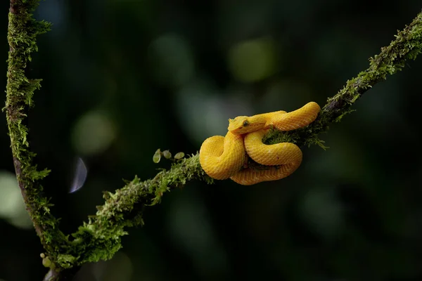 哥斯达黎加Sarapiqui附近的眼睫蛇坑毒蛇 黑色背景的黄色斑纹 复制空间 — 图库照片