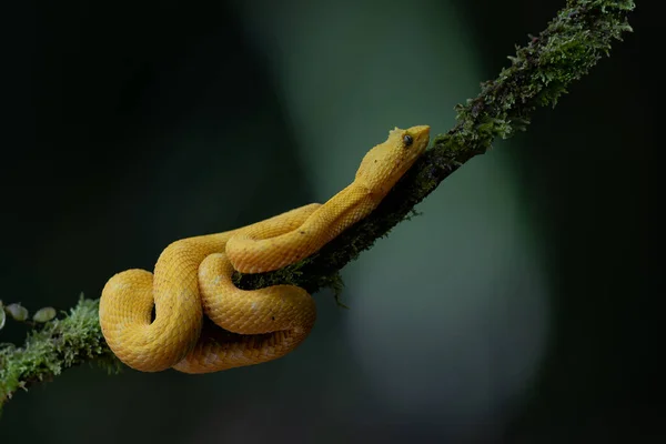 Víbora Pestañas Morfo Amarillo Con Fondo Oscuro Espacio Para Copiar —  Fotos de Stock