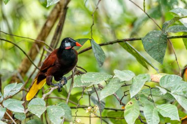 Montezuma Oropendola (Psarocolius montezuma) Kosta Rika 'nın kuzeybatısındaki yağmur ormanlarında bulunur.