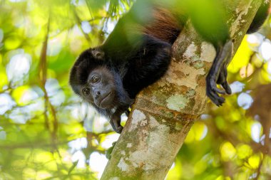 Uluyan maymun (Alouatta cinsi) Kosta Rika 'daki yağmur ormanlarında takılıyor.