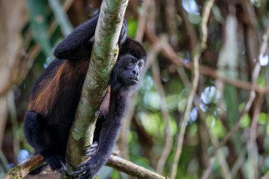 Uluyan maymun (Alouatta cinsi) Kosta Rika 'daki yağmur ormanlarında takılıyor.