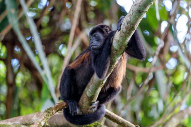 Uluyan maymun (Alouatta cinsi) Kosta Rika 'daki yağmur ormanlarında takılıyor.