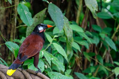 Montezuma Oropendola (Psarocolius montezuma) Kosta Rika 'nın kuzeybatısındaki yağmur ormanlarında bulunur.