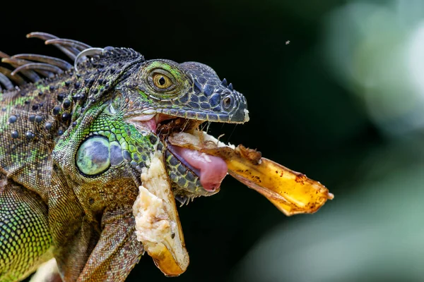 Зеленая Игуана Iguana Iguana Пытается Украсть Еду Бананы Севере Коста — стоковое фото