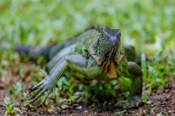 Green Iguana Iguana Iguana Trying Steal Food Banana Northwest Costa — Stock Photo, Image