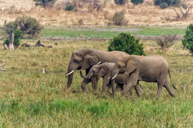 Botsvana 'daki Tuli Bloğundaki Mashatu Oyun Rezervi' ndeki bataklık bölgesine yürüyen bir fil ailesi.                               