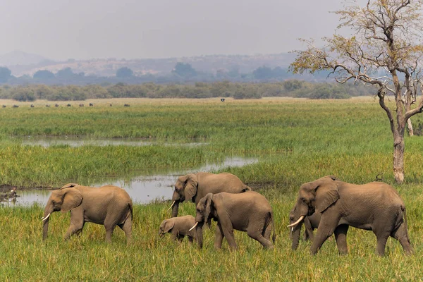 Sebuah Keluarga Gajah Berbaris Daerah Rawa Rawa Mashatu Game Reserve — Stok Foto