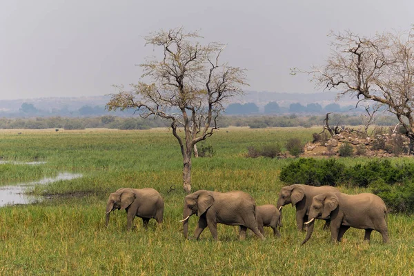 Een Olifantenfamilie Marcheert Naar Het Moerasgebied Het Wildreservaat Mashatu Het — Stockfoto